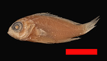 To FishBase images (<i>Anthias rubrolineatus</i>, New Caledonia, by MNHN)