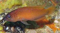 To FishBase images (<i>Pseudochromis rutilus</i>, Indonesia, by Allen, G.R.)