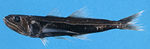 To FishBase images (<i>Pseudoscopelus sagamianus</i>, Chinese Taipei, by Ho, H.-C.)