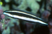 To FishBase images (<i>Pseudochromis sankeyi</i>, by Fenner, R.)