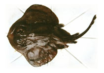 To FishBase images (<i>Psammobatis scobina</i>, by Meneses, P.D.)