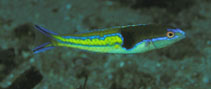To FishBase images (<i>Pseudojuloides severnsi</i>, Indonesia, by Randall, J.E.)