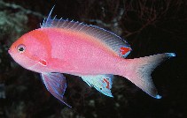 To FishBase images (<i>Pseudanthias sheni</i>, Australia, by Randall, J.E.)