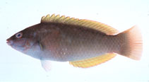 Image of Pseudolabrus sieboldi 