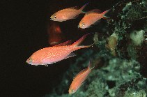 To FishBase images (<i>Pseudanthias smithvanizi</i>, Indonesia, by Randall, J.E.)