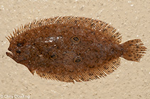 To FishBase images (<i>Pseudorhombus spinosus</i>, Australia, by Dowling, C.)