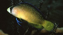 To FishBase images (<i>Pseudochromis splendens</i>, Indonesia, by Randall, J.E.)