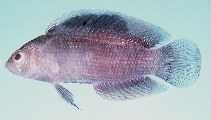To FishBase images (<i>Assiculus punctatus</i>, Australia, by Randall, J.E.)