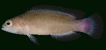 Image of Pseudochromis luteus 