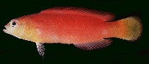 To FishBase images (<i>Pseudochromis luteus</i>, Chinese Taipei, by Randall, J.E.)