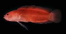 To FishBase images (<i>Pseudoplesiops occidentalis</i>, Maldives, by Randall, J.E.)