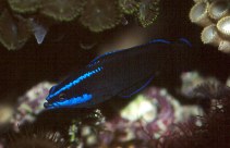 To FishBase images (<i>Pseudochromis springeri</i>, by Fenner, R.)