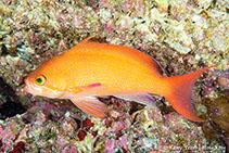 To FishBase images (<i>Pseudanthias squamipinnis</i>, Hong Kong, by Kamy Yeung@114°E Hong Kong Reef Fish Survey)