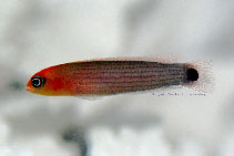 To FishBase images (<i>Pseudochromis striatus</i>, Japan, by Tanaka, H.)