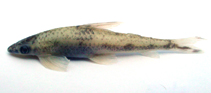 Image of Psilorhynchus sucatio (River stone carp)
