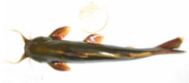 Image of Pseudecheneis sulcata (Sucker throat catfish)