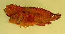 To FishBase images (<i>Pseudopataecus taenianotus</i>, Australia, by Johnson, J.W.)