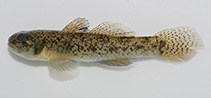 To FishBase images (<i>Pseudogobius taijiangensis</i>, Chinese Taipei, by Huang, S.-P.)