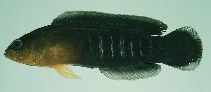 To FishBase images (<i>Pseudochromis tapeinosoma</i>, Indonesia, by Randall, J.E.)