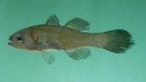To FishBase images (<i>Pseudamia tarri</i>, Seychelles, by Randall, J.E.)