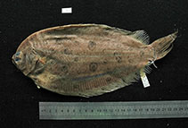 To FishBase images (<i>Pseudorhombus tenuirastrum</i>, Australia, by MNHN)