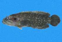 To FishBase images (<i>Pseudogramma thaumasium</i>, Mexico, by Robertson, R.)