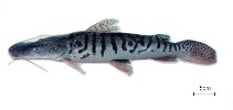 To FishBase images (<i>Pseudoplatystoma tigrinum</i>, Brazil, by IBAMA)