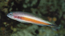 To FishBase images (<i>Pseudochromis tonozukai</i>, Indonesia, by Tonozuka, T.)