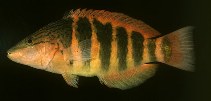 To FishBase images (<i>Pseudolabrus torotai</i>, French Polynesia, by Randall, J.E.)