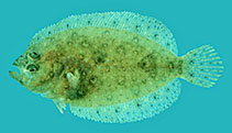 To FishBase images (<i>Psettina tosana</i>, Viet Nam, by Winterbottom, R.)
