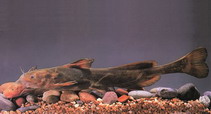 Image of Pelteobagrus ussuriensis (Ussuri catfish)