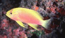 To FishBase images (<i>Pseudanthias hawaiiensis</i>, Hawaii, by Randall, J.E.)