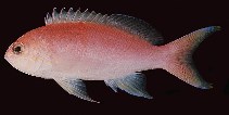 To FishBase images (<i>Pseudanthias venator</i>, Ryukyu Is., by Randall, J.E.)