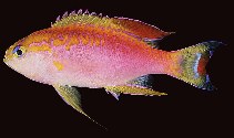 To FishBase images (<i>Pseudanthias ventralis ventralis</i>, New Caledonia, by Randall, J.E.)
