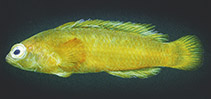 To FishBase images (<i>Pseudochromis viridis</i>, Christmas I., by Allen, G.R.)