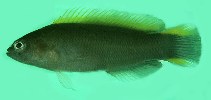 To FishBase images (<i>Pseudochromis wilsoni</i>, Australia, by Randall, J.E.)