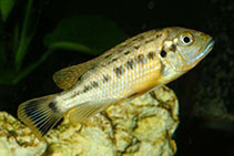 To FishBase images (<i>Pseudotropheus williamsi</i>, by Hippocampus-Bildarchiv)