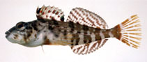 To FishBase images (<i>Pseudoblennius zonostigma</i>, Japan, by Suzuki, T.)