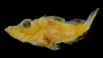 To FishBase images (<i>Pteroidichthys acutus</i>, Wallis Futuna, by Motomura, H.)