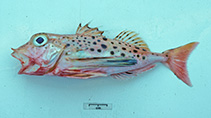 To FishBase images (<i>Pterygotrigla andertoni</i>, by Graham, K.)
