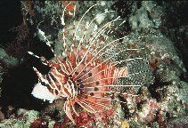 To FishBase images (<i>Pterois antennata</i>, Maldives, by Randall, J.E.)