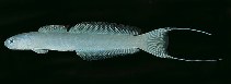 To FishBase images (<i>Ptereleotris arabica</i>, Israel, by Randall, J.E.)