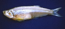 To FishBase images (<i>Pterengraulis atherinoides</i>, Brazil, by Krumme, U.)