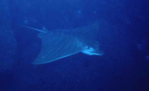To FishBase images (<i>Pteromylaeus bovinus</i>, Madeira Is., by Wirtz, P.)