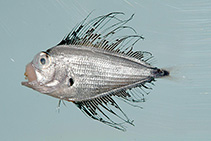 Image of Pterycombus brama (Atlantic fanfish)