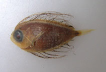Image of Pteraclis carolinus (Fanfish)