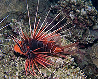 Image of Pterois cincta (Red sea lionfish)