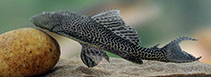 To FishBase images (<i>Pterygoplichthys disjunctivus</i>, Sri Lanka, by Ramani Shirantha)