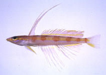 To FishBase images (<i>Pteropsaron evolans</i>, Japan, by Suzuki, T.)