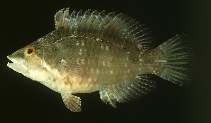 To FishBase images (<i>Pteragogus flagellifer</i>, Kenya, by Randall, J.E.)